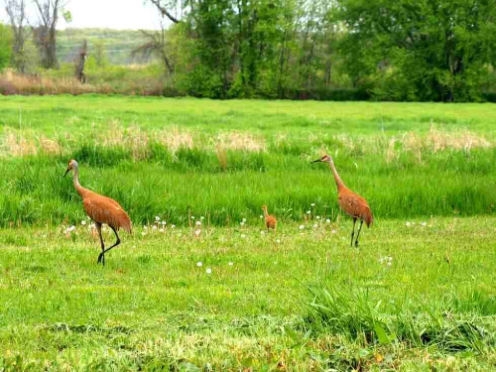 sandhill cranes